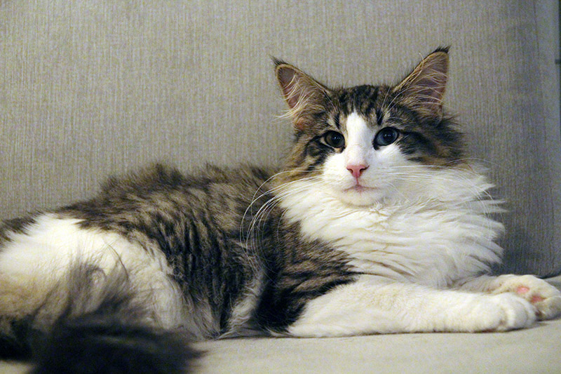S*NC’s Stormwind 6 months old