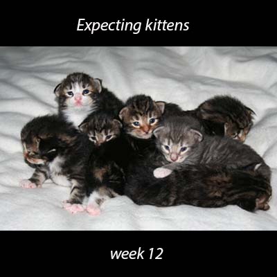 We expect kittens!